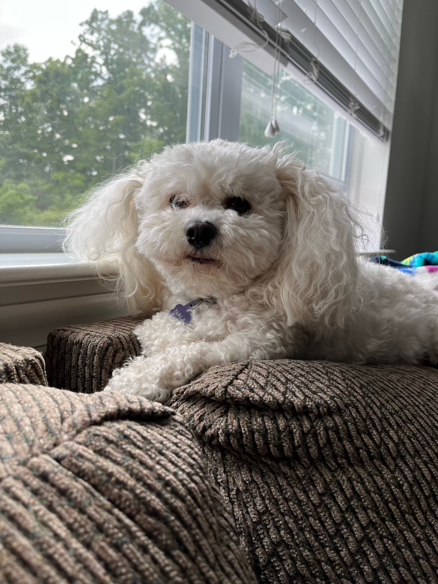 Nala Bear