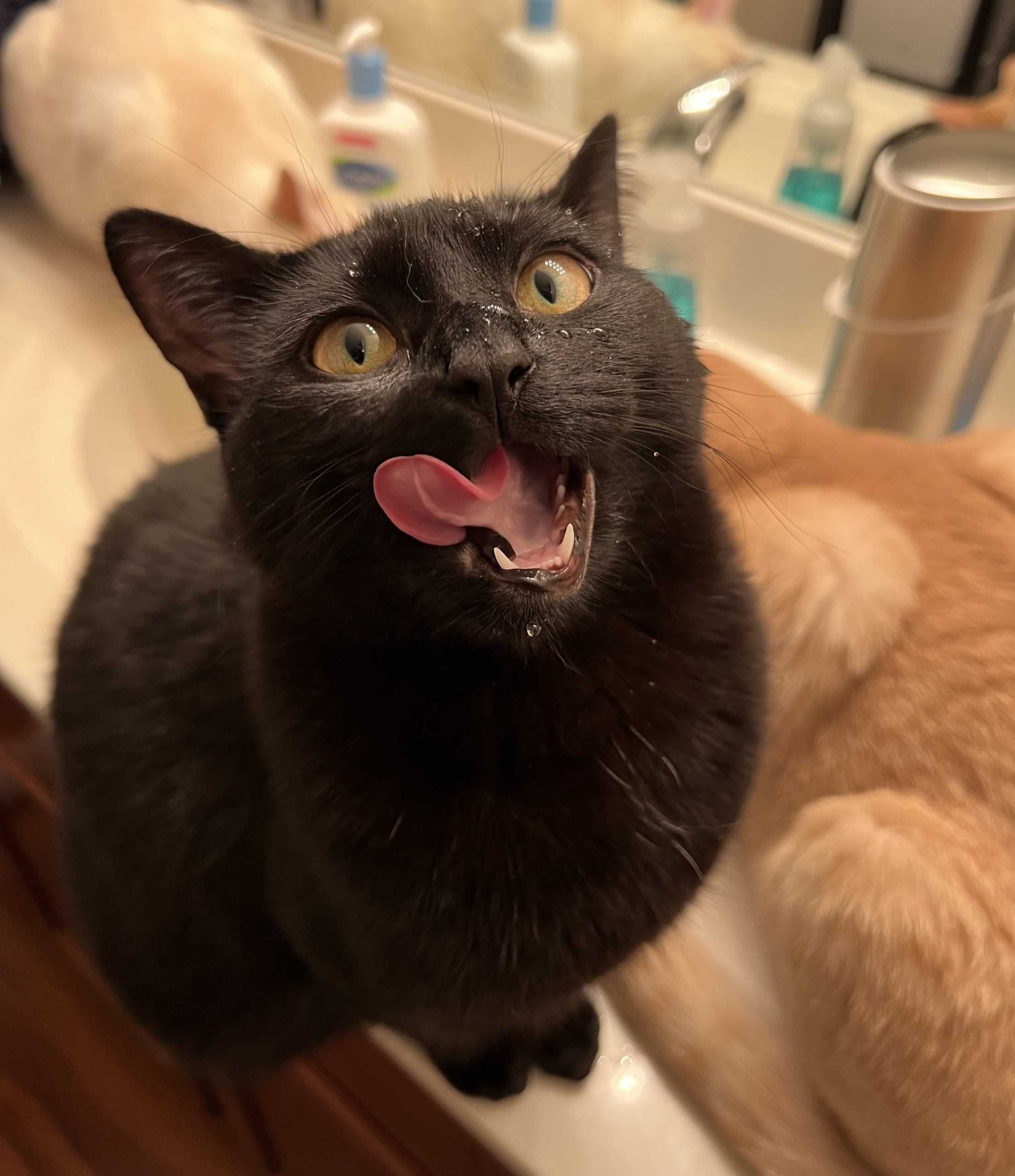Toko Bean