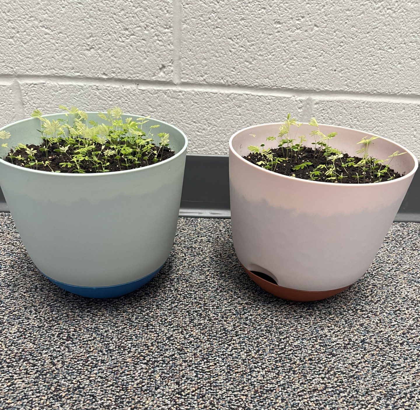 Cosmo  and Wanda