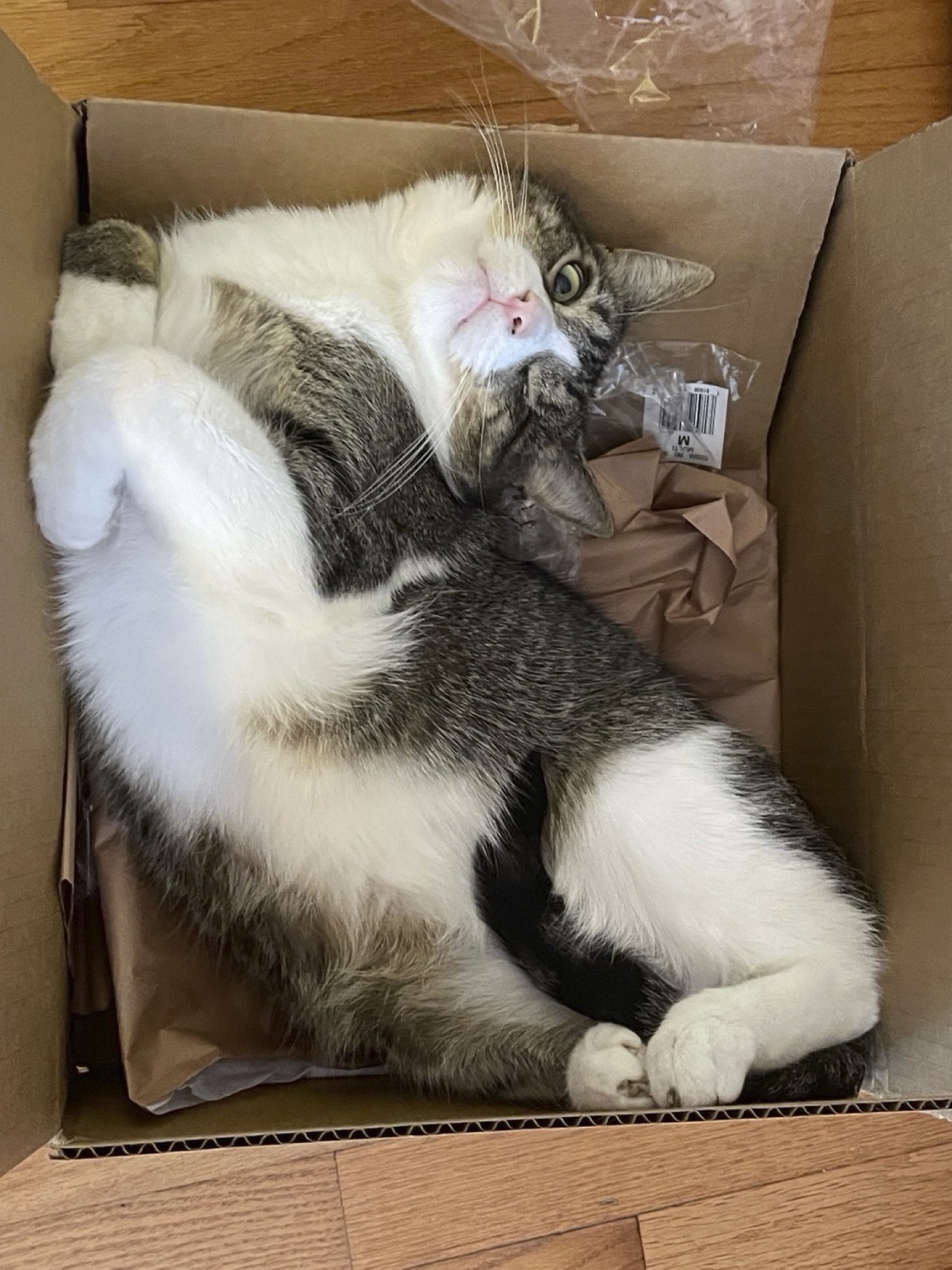 Pip  