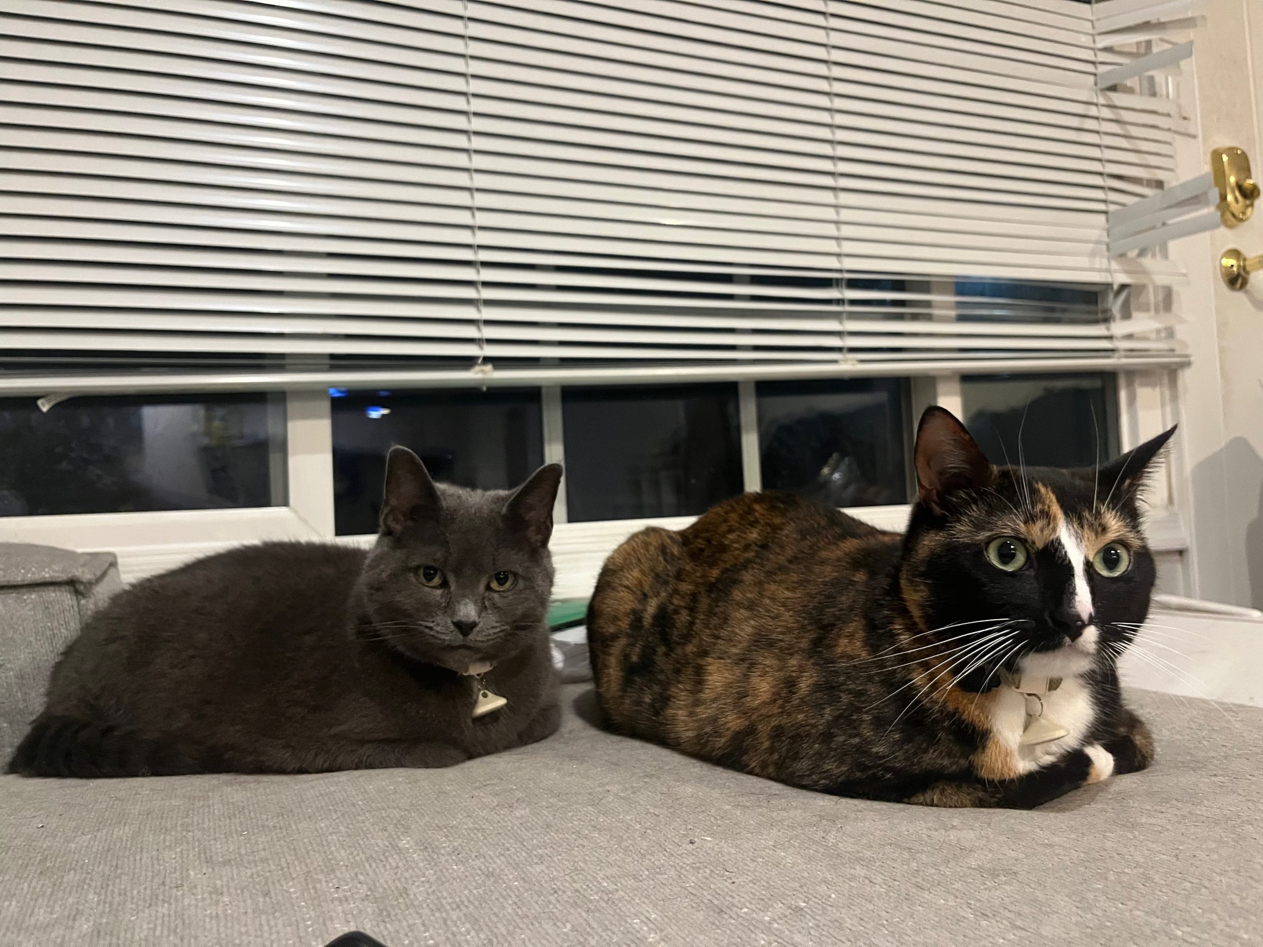 Puddy & Nugget